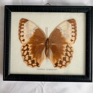Framed Mounted Butterfly from Thailand